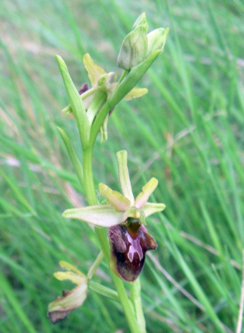 Da identificare, Ophrys sp.